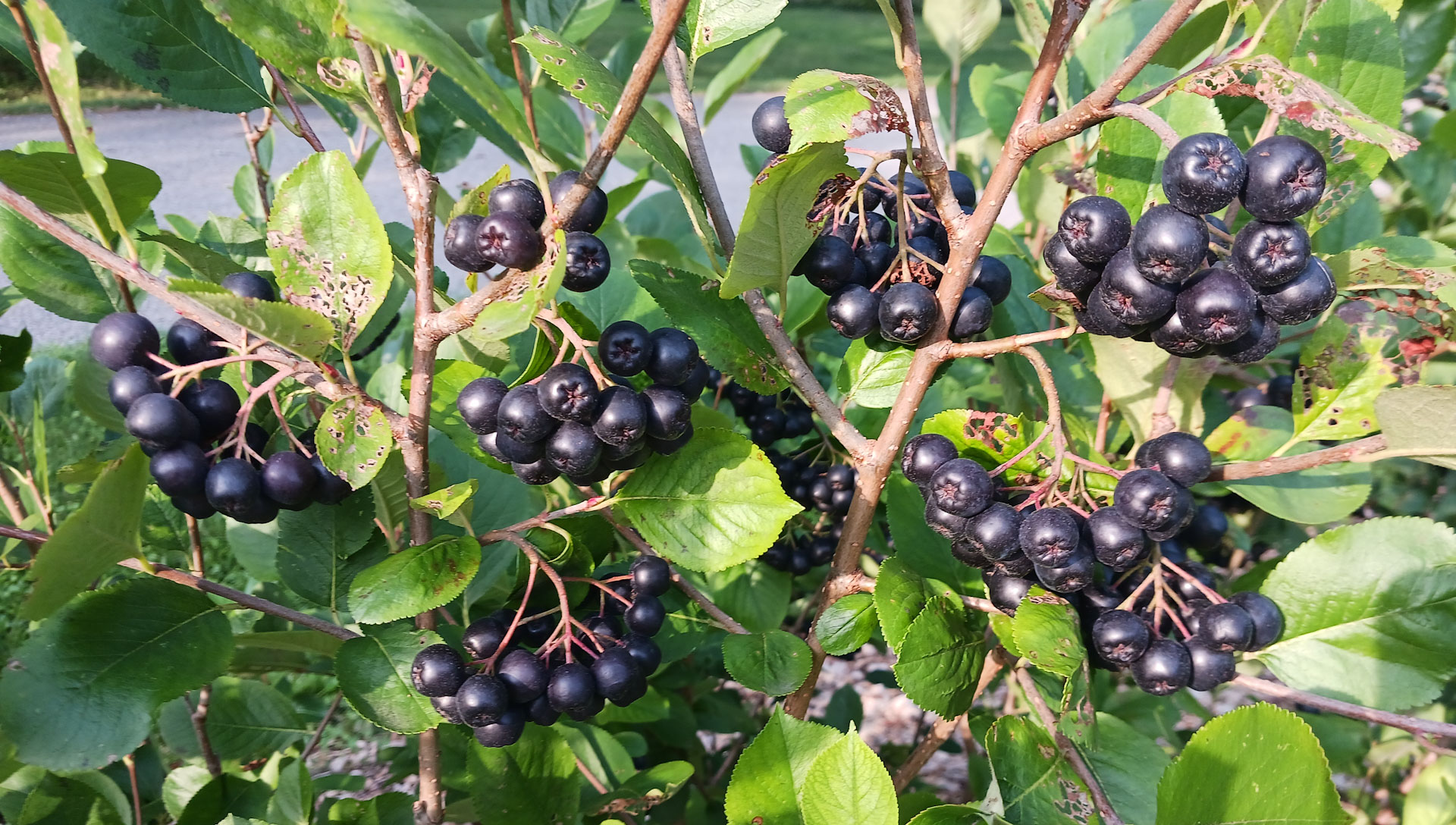 Healthy berry bushes growing at Fruitful Landscapes