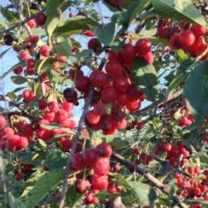 FE Pie Cherry Tree