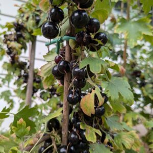 Crandall Clove Currant