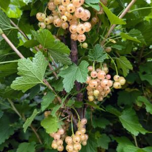 Pink Champagne Currant